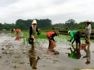 Agricultoras de arroz en Bali